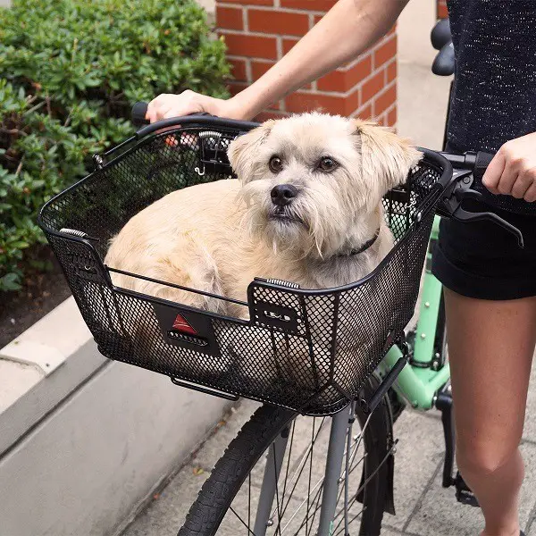 kosz na rowery dla psów