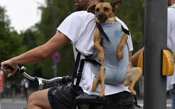 plecak do przewozu psa na rowerze