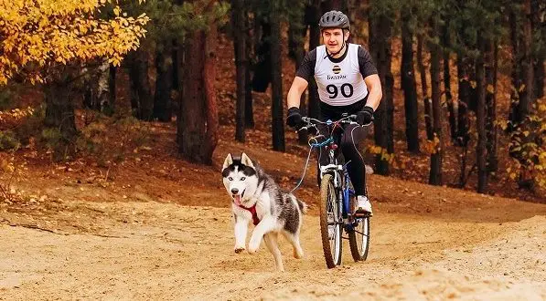 Jak przewieźć psa na rowerze: najlepsze sposoby