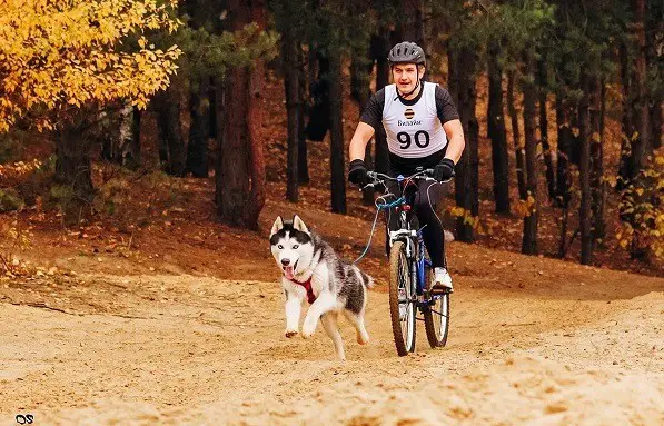kiedy warto przewozić psa na rowerze