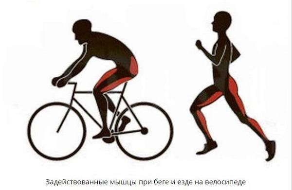 mięśnie zaangażowane podczas biegu i jazdy na rowerze